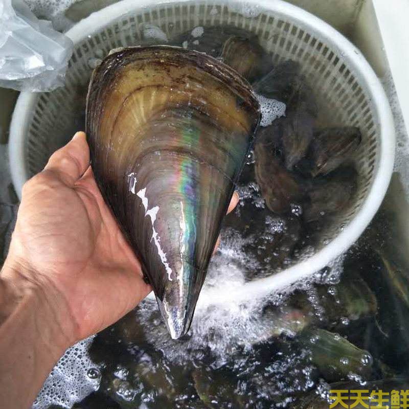 广州送菜公司分享:常见的海鲜贝类有哪些?(图8) 广州送菜公司分享:常见的海鲜贝类有哪些?(图8)